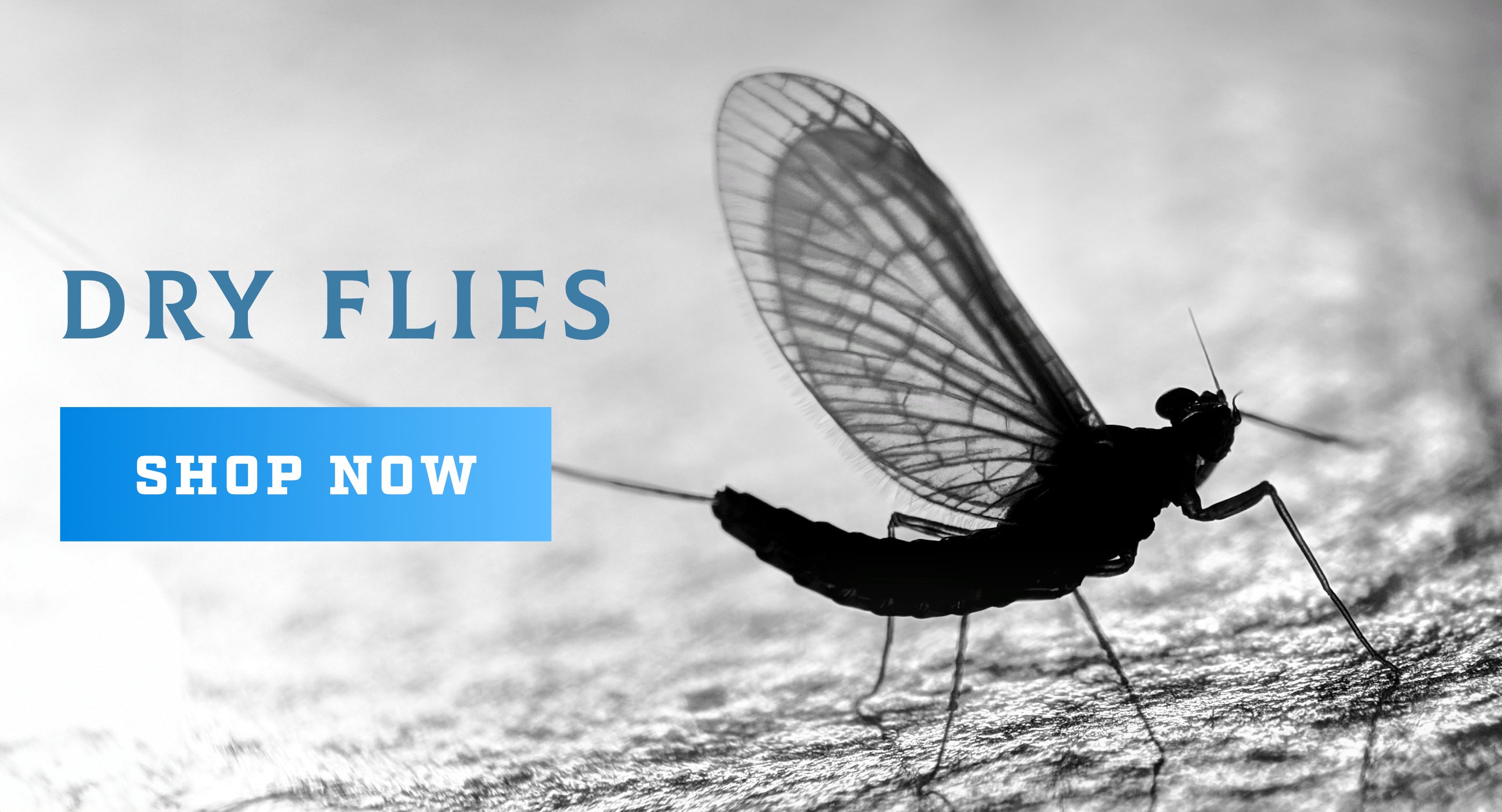 Midge Flies